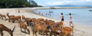 阿久根大島海水浴場